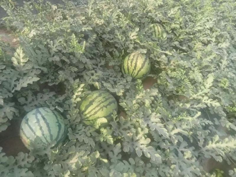 甜王西瓜