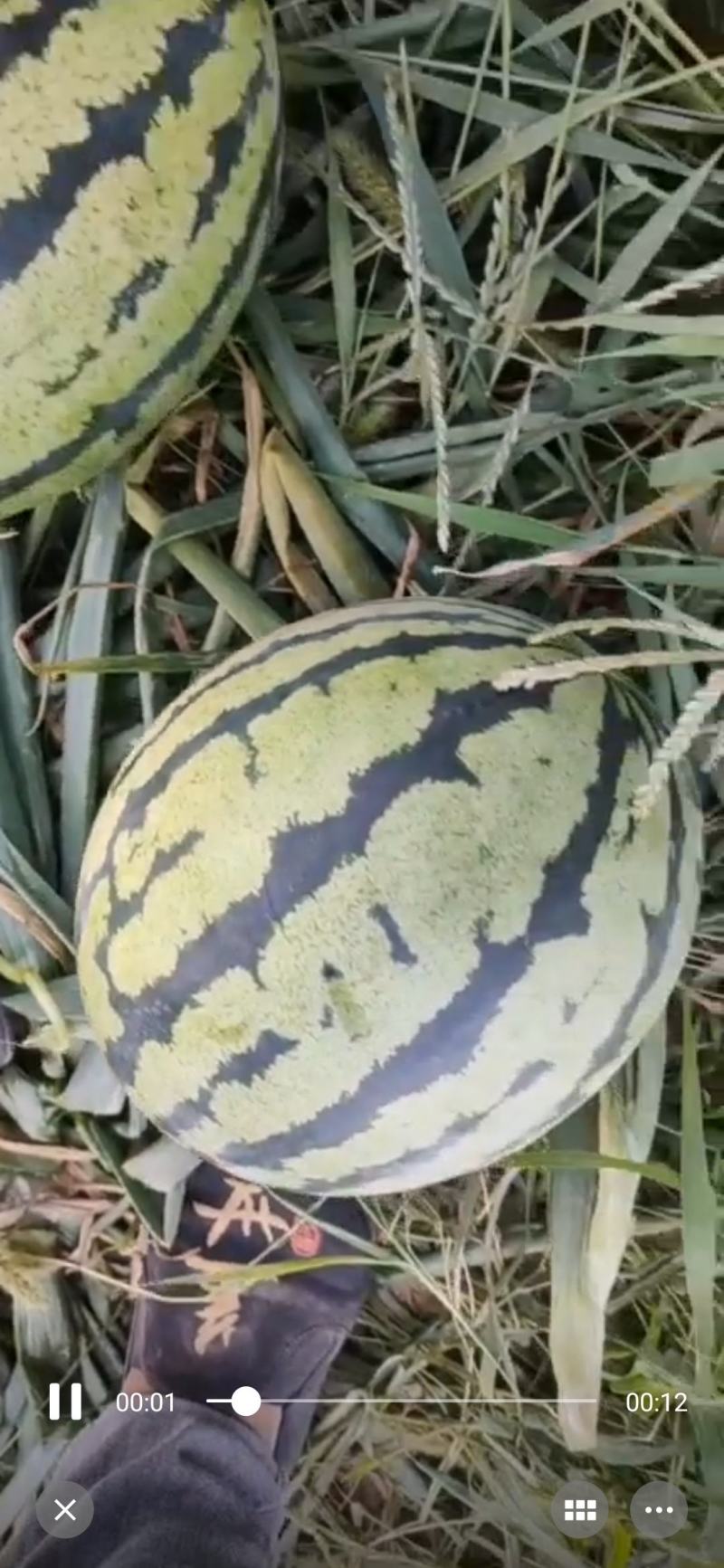 甜王西瓜