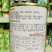 晓富珍品66青梗菜种子耐热耐雨束腰纤维少青菜种子软口好吃