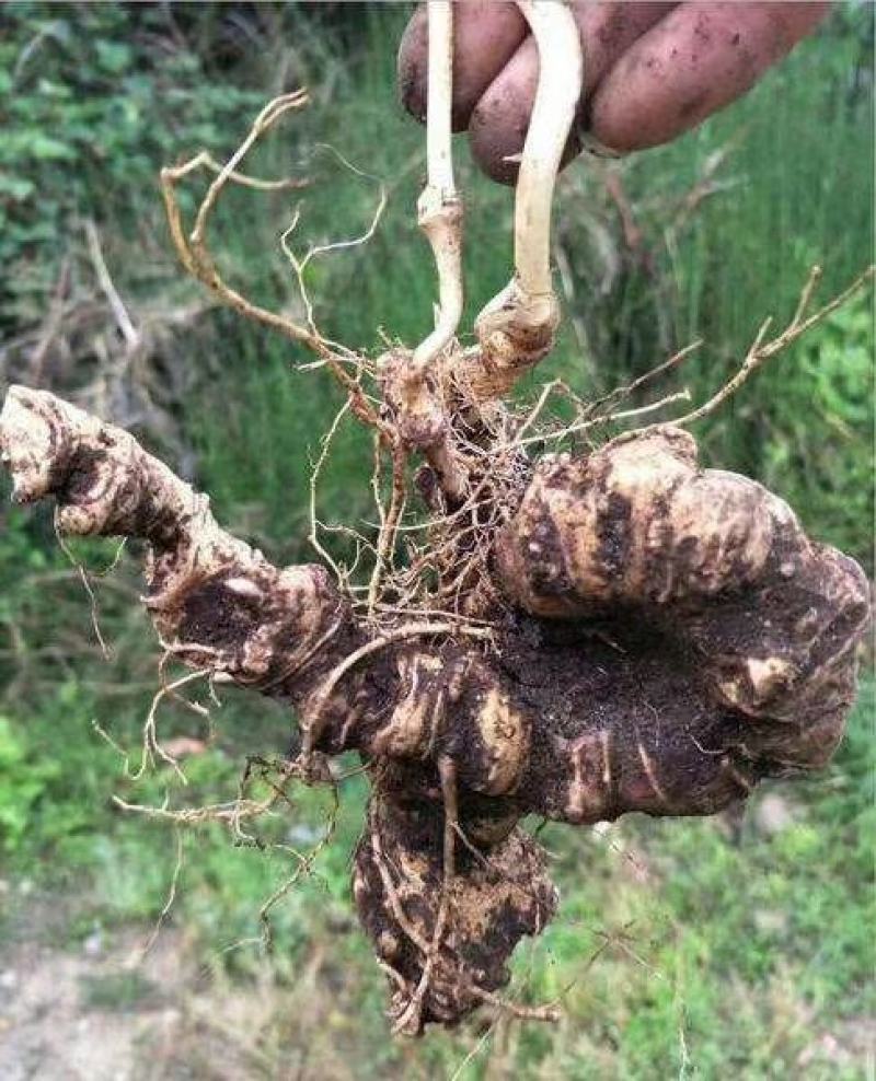 珠子叁
