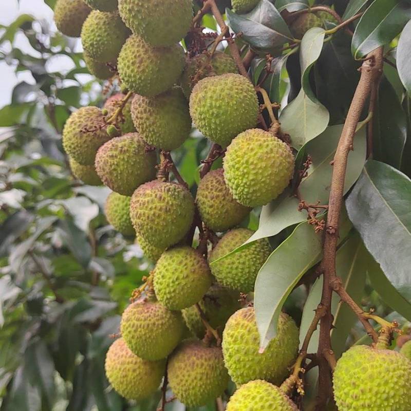广西灵山妃子笑白糖罂荔枝果园直批量大可优，专车冷链发货