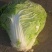 包头菜，小包23，基地供应，量大质优，价廉。