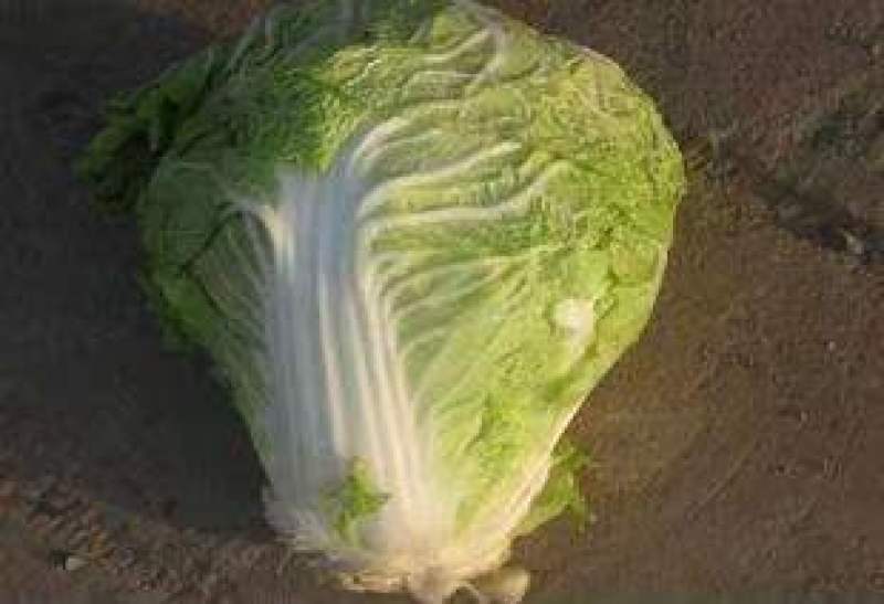 包头菜，小包23，基地供应，量大质优，价廉。
