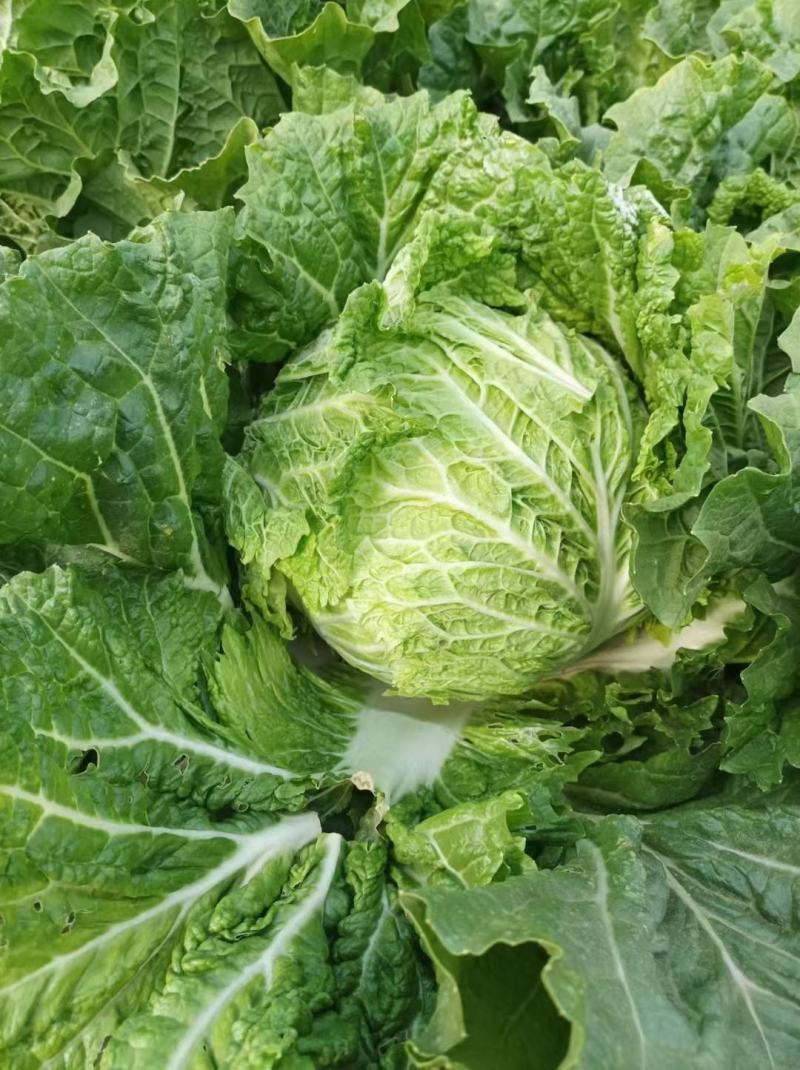 包头菜，小包23，基地供应，量大质优，价廉。
