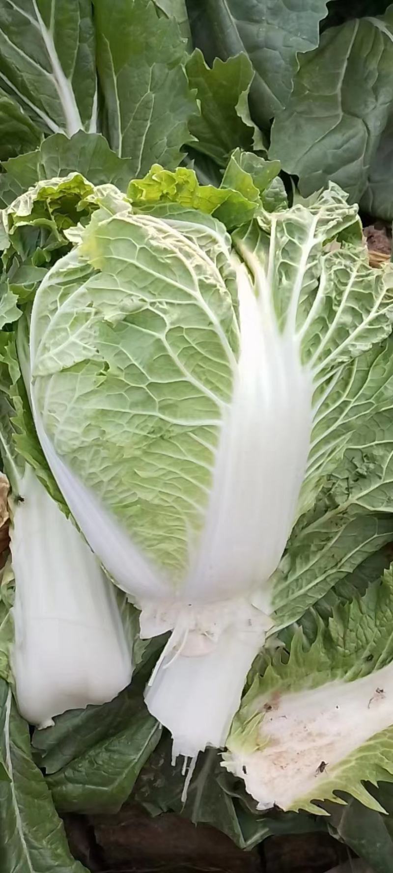 包头菜，小包23，基地供应，量大质优，价廉。
