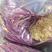 贵州优质盐泽紫蕨菜产地低价批发可常年供应不断货包质量