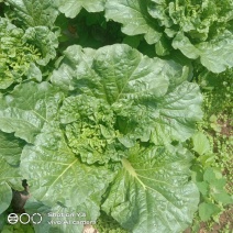 麻叶青白菜