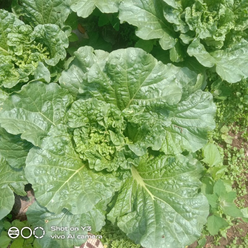 麻叶青白菜