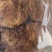 纯猪肉片纯猪肉条好质量猪肉条猪肉片批