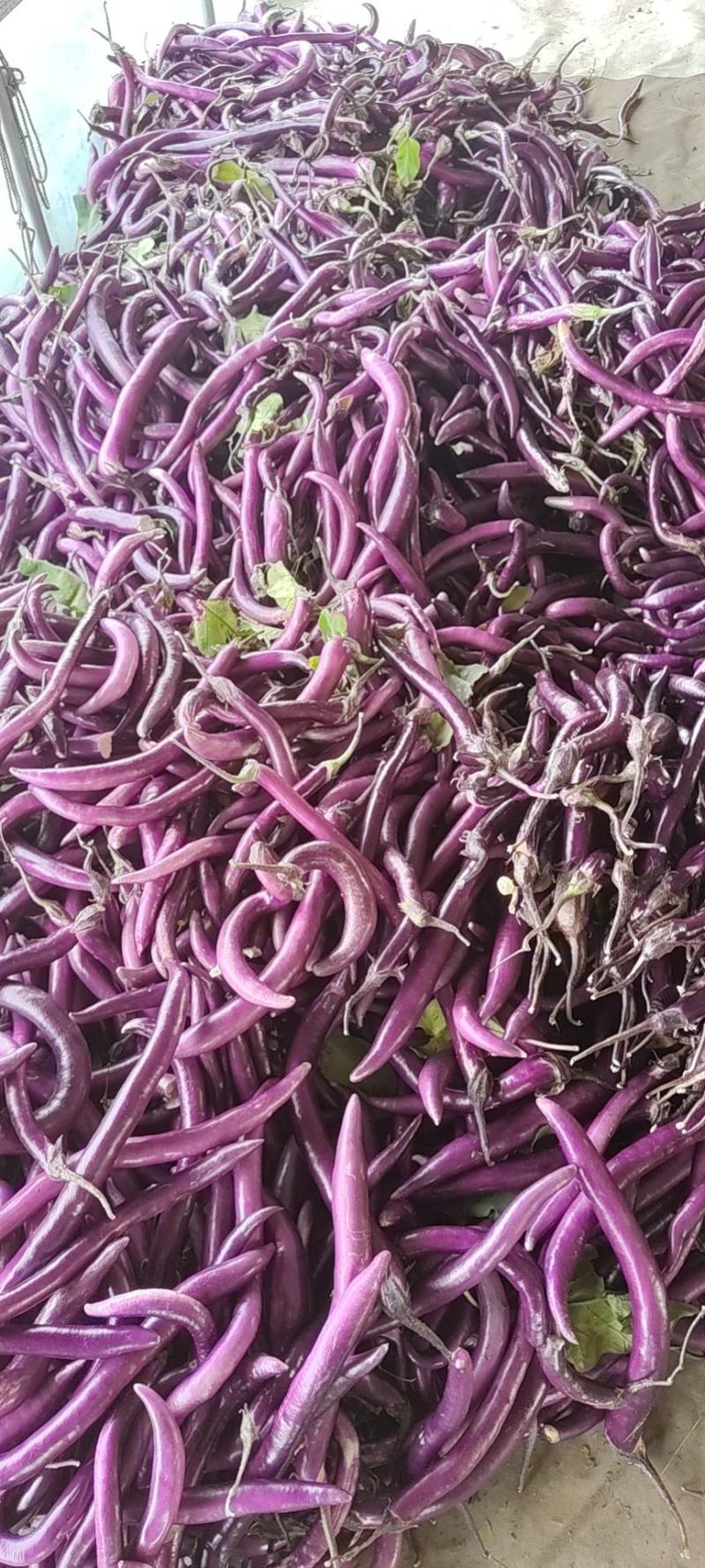 茄子线茄长茄大棚浙江台州紫茄红茄黑茄