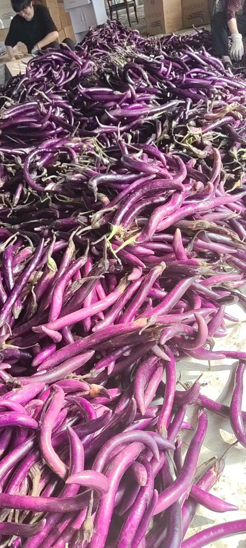 茄子线茄长茄大棚浙江台州紫茄红茄黑茄