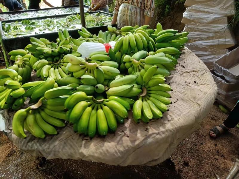 海南香蕉芭蕉粉蕉产地直销量大从优欢迎前来咨询选购