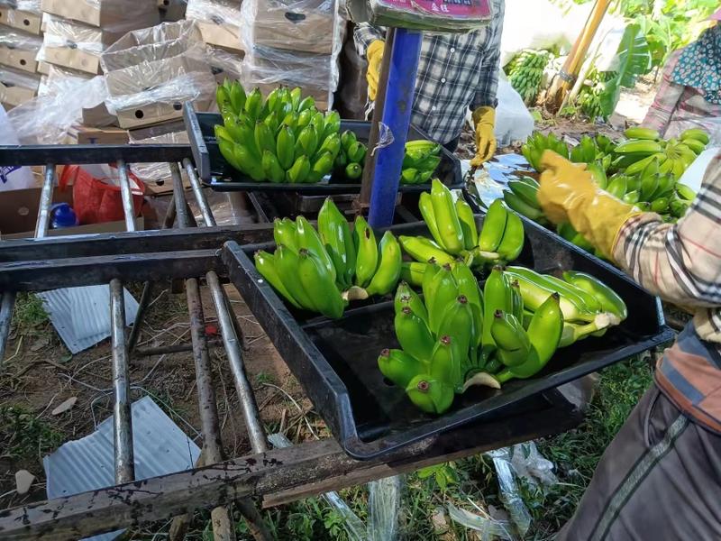 海南香蕉芭蕉粉蕉产地直销量大从优欢迎前来咨询选购