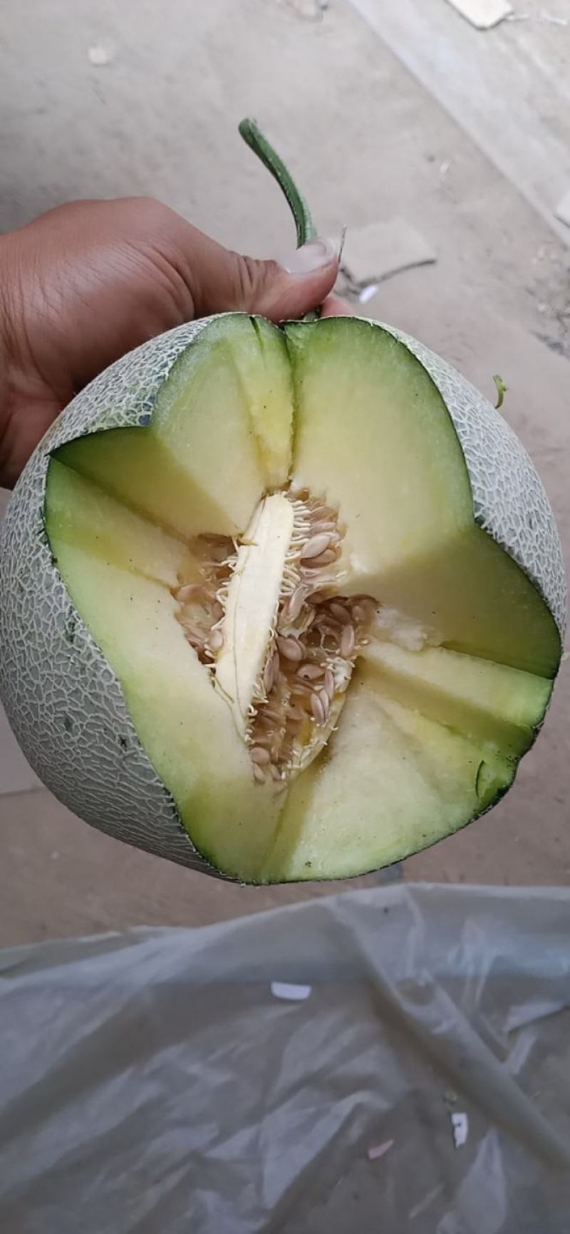 产地网纹瓜，玫珑瓜，库拉甜瓜，盛世鑫网，鲁厚甜，网纹蜜瓜