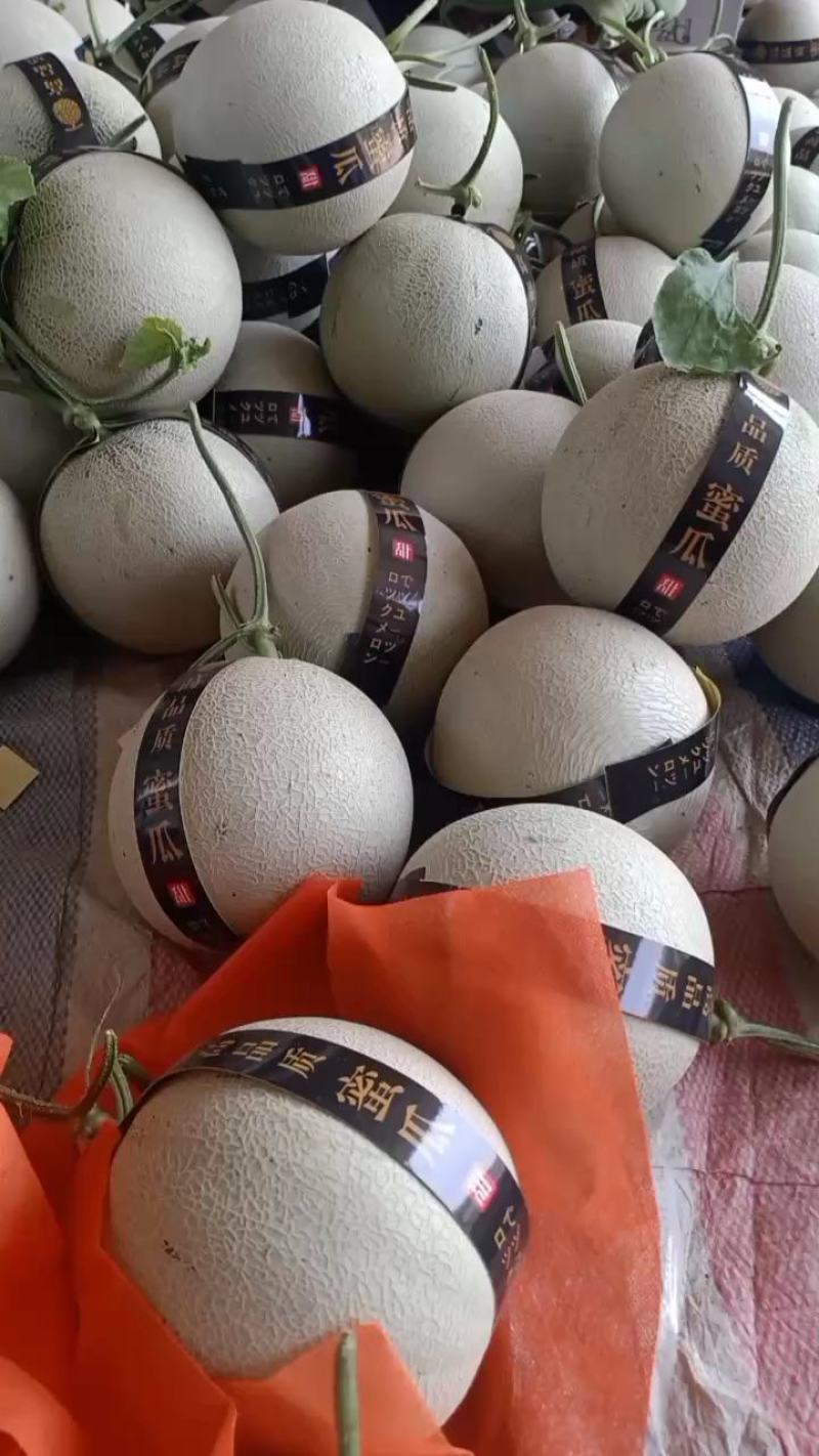 产地网纹瓜，玫珑瓜，库拉甜瓜，盛世鑫网，鲁厚甜，网纹蜜瓜
