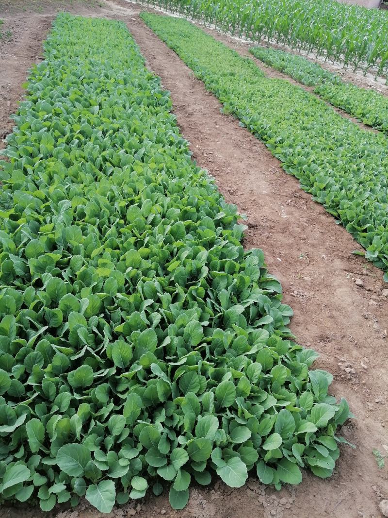 圆包菜扁包菜苗