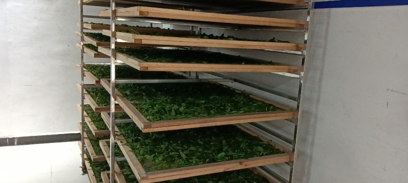 【口粮茶】厂家直批贵州毛峰/香茶毛峰/500g装包邮