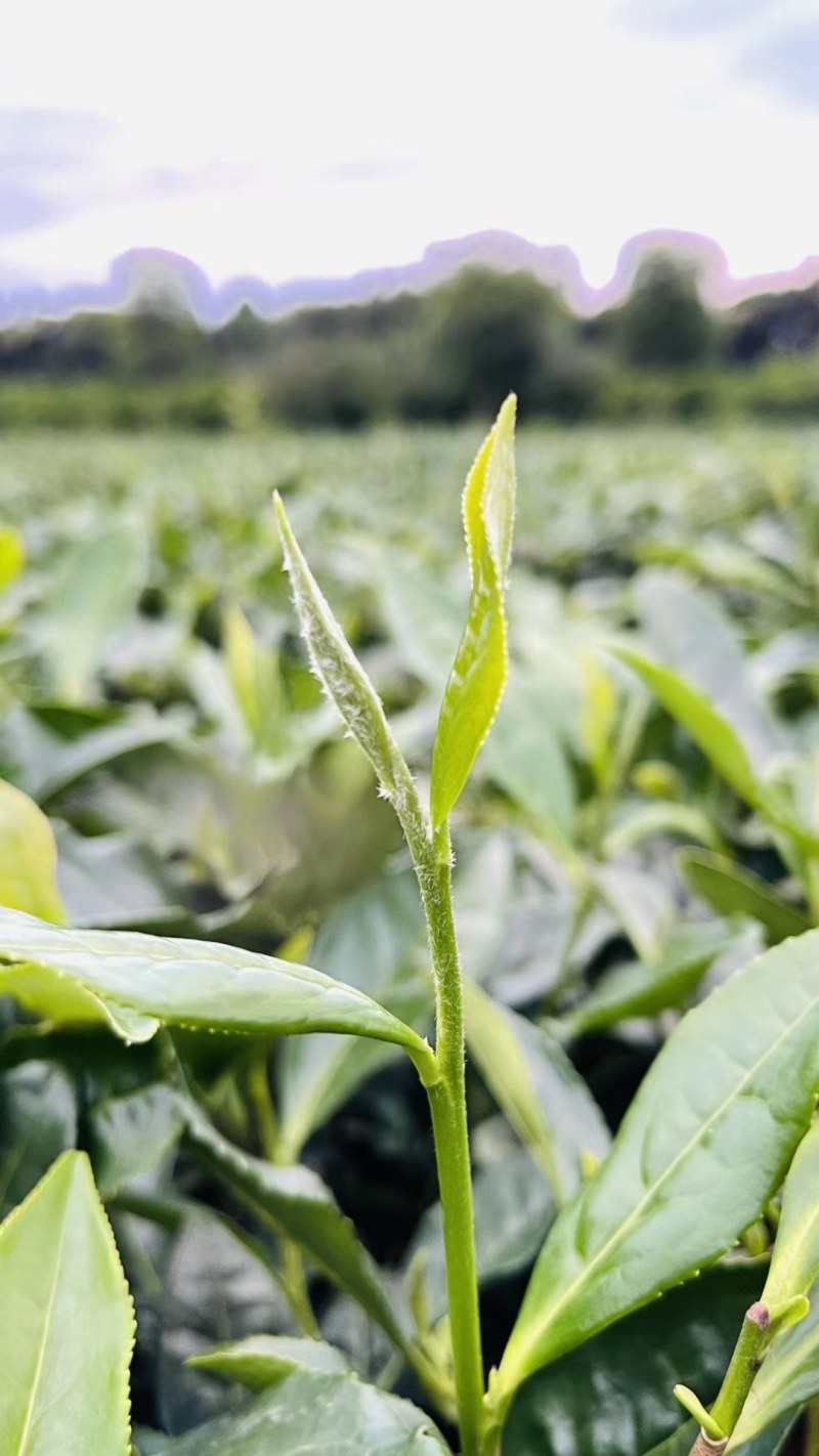 【口粮茶】厂家直批贵州毛峰/香茶毛峰/500g装包邮