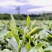 【口粮茶】厂家直批贵州毛峰/香茶毛峰/500g装包邮