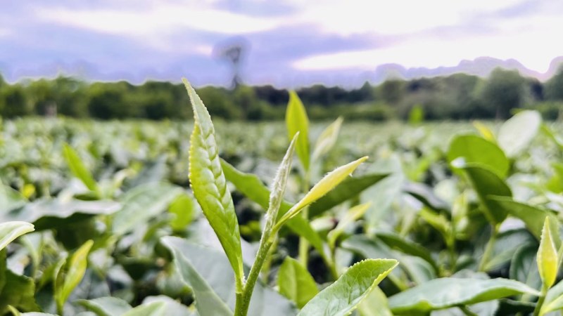 【口粮茶】厂家直批贵州毛峰/香茶毛峰/500g装包邮