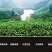 【口粮茶】厂家直批贵州毛峰/香茶毛峰/500g装包邮