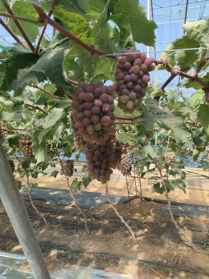 茉莉香大量上市