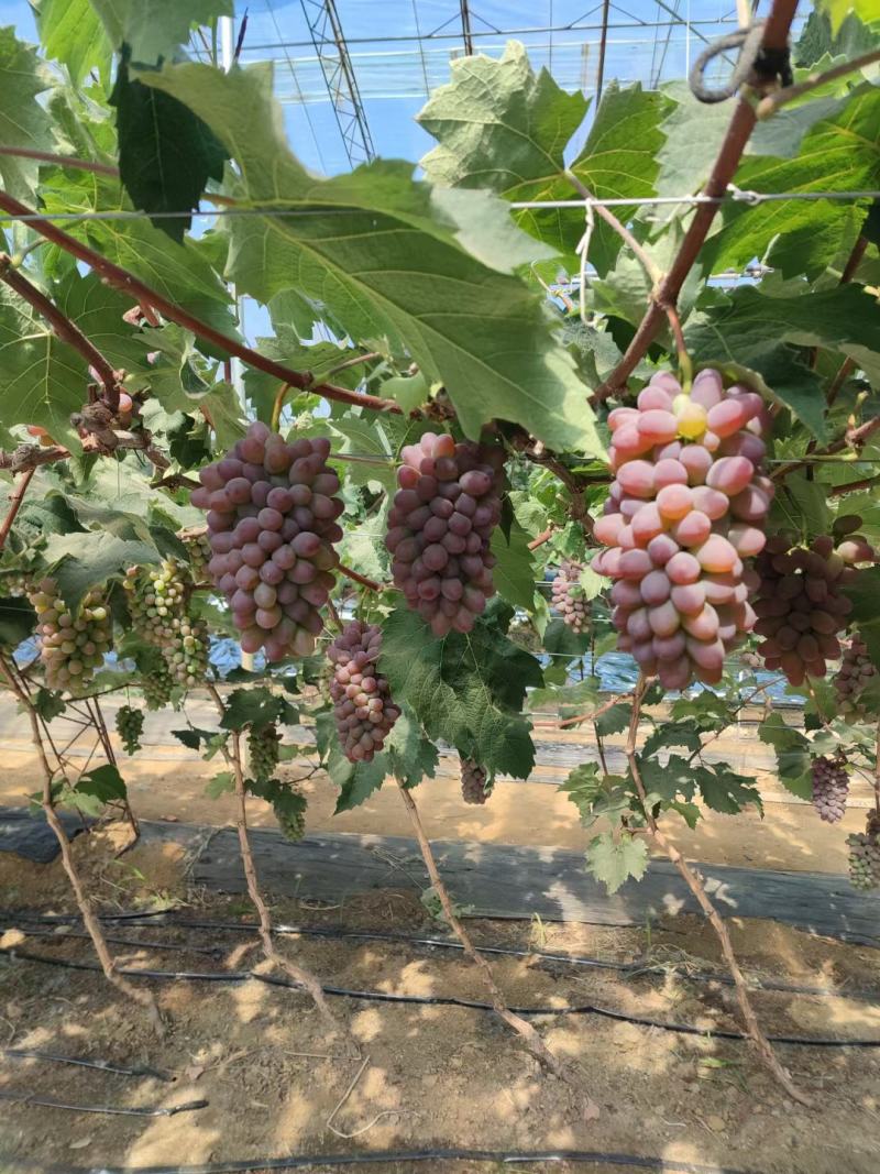 茉莉香大量上市