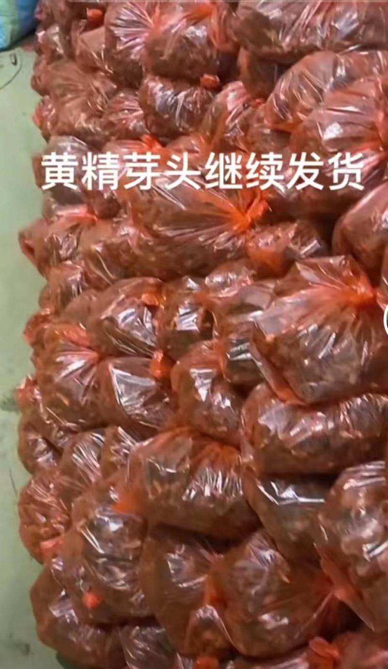黄精苗。鸡头黄精苗，多花黄精苗。基地直发。技术指导