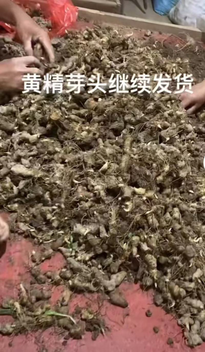 黄精苗。鸡头黄精苗，多花黄精苗。基地直发。技术指导