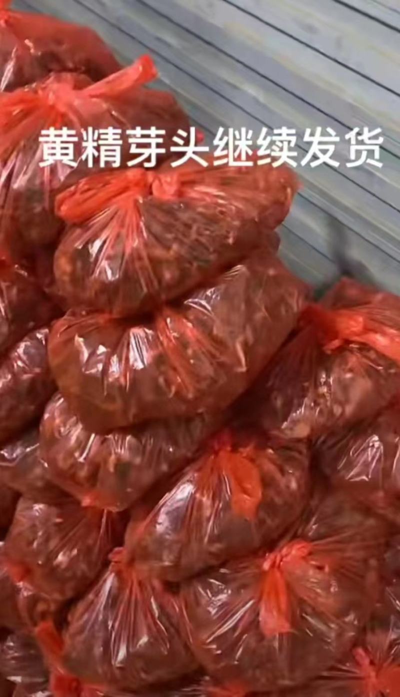 黄精苗。鸡头黄精苗，多花黄精苗。基地直发。技术指导