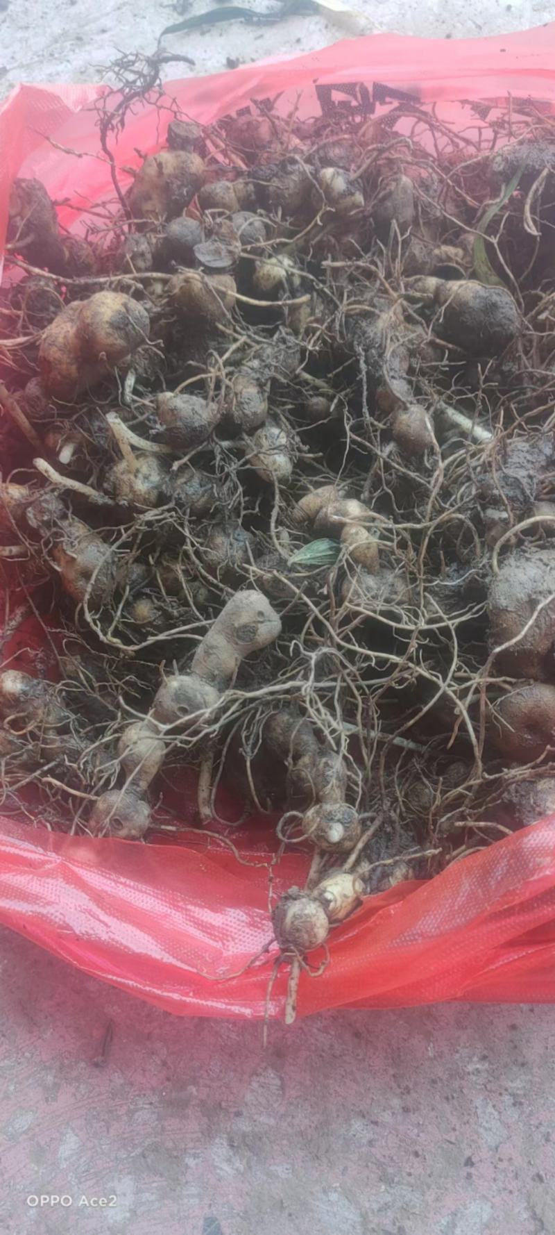 黄精苗。鸡头黄精苗，多花黄精苗。基地直发。技术指导
