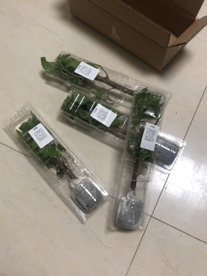 福建漳州各种品种三角梅小苗包邮，包对版