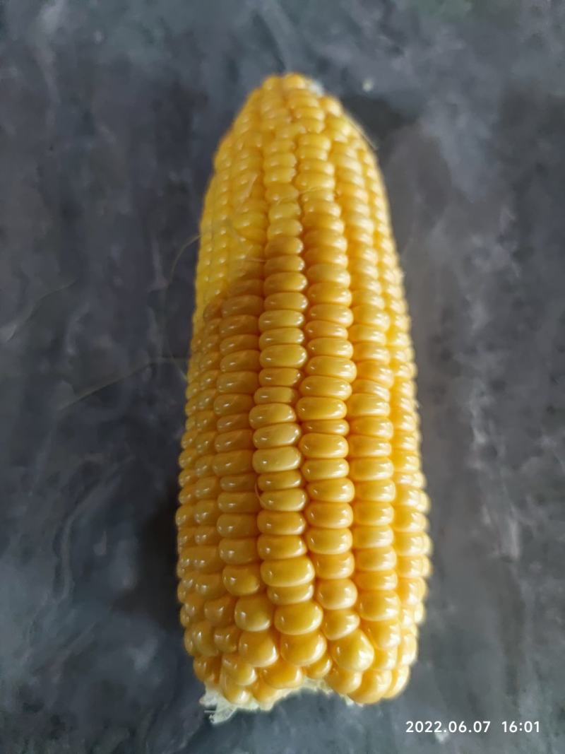 玉米大量上市