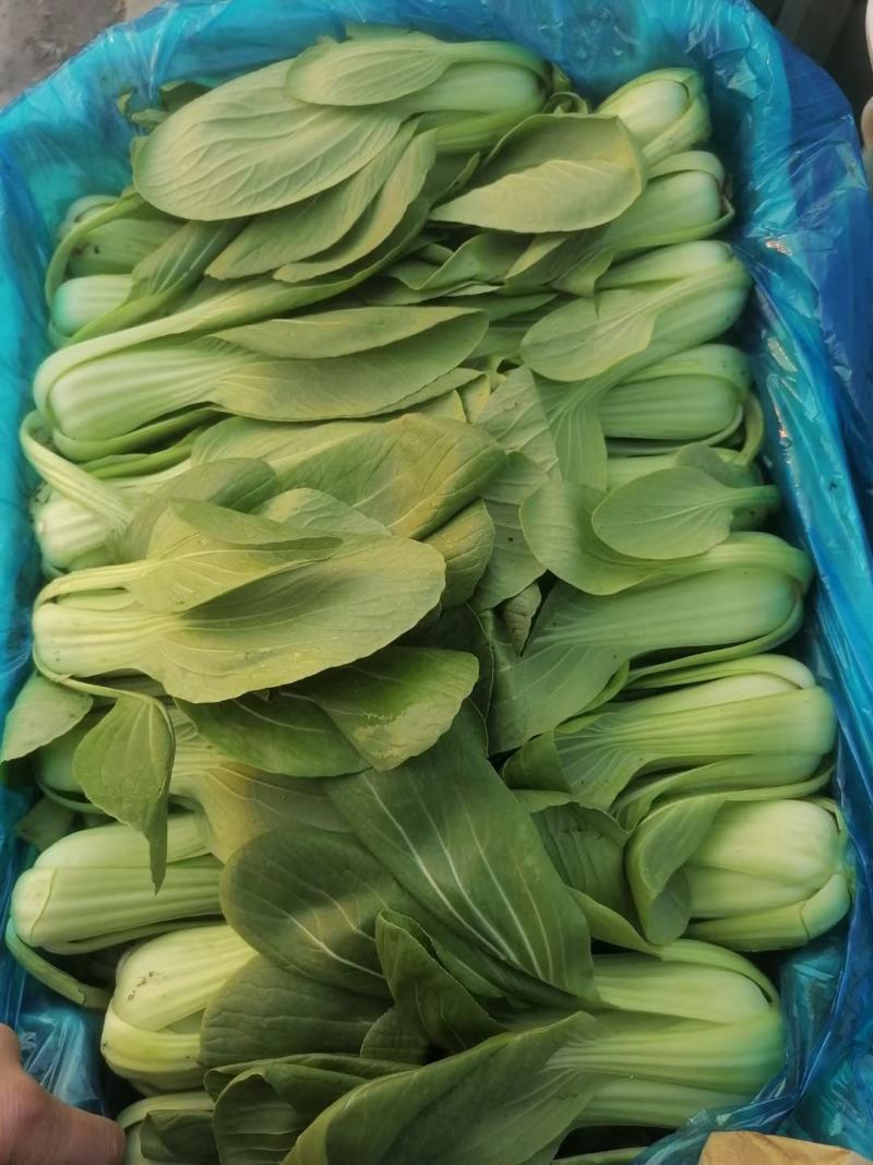 精品油菜