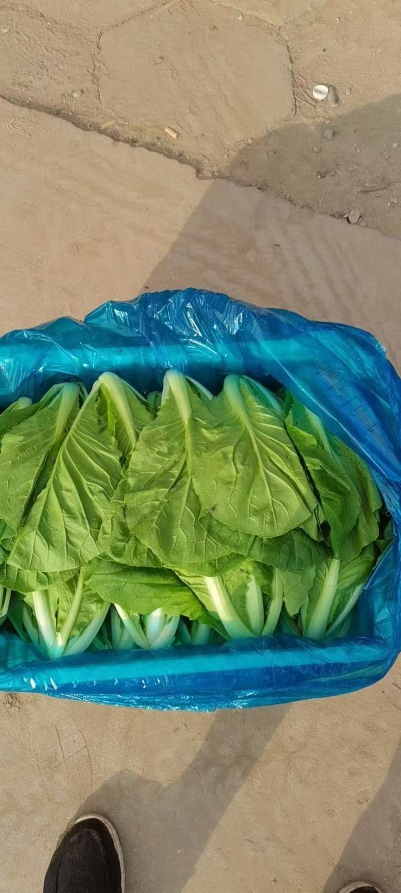 精品油菜