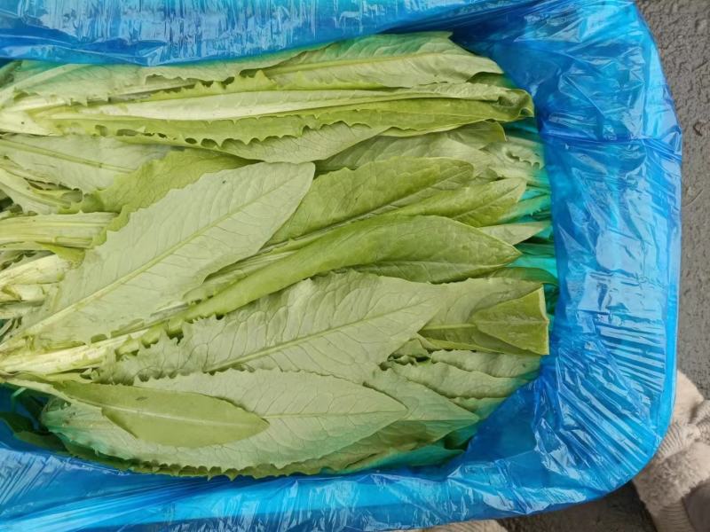 精品油菜