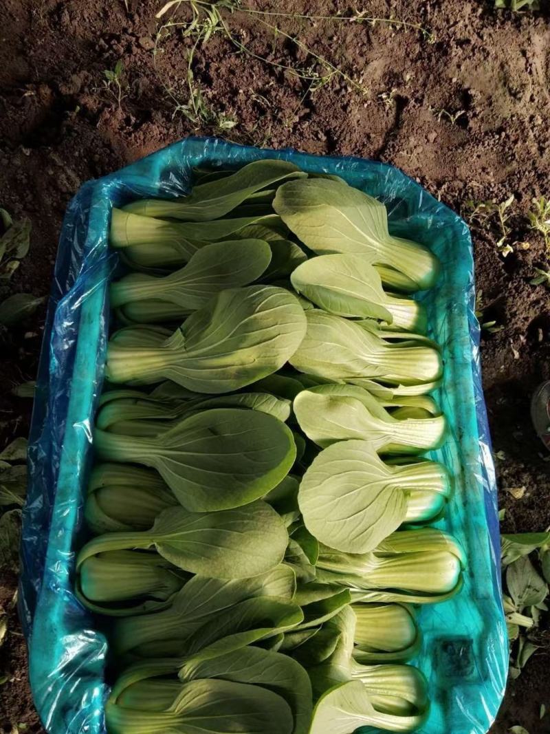 精品油菜
