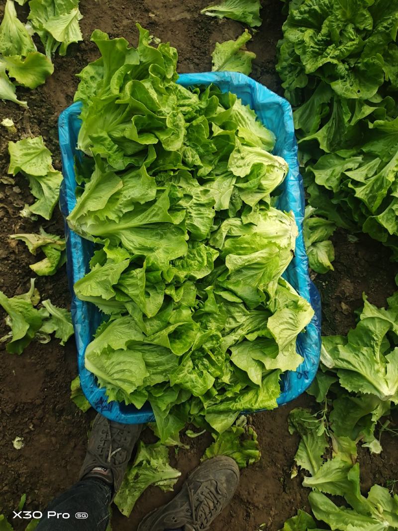 精品油菜