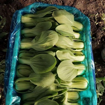 精品油菜