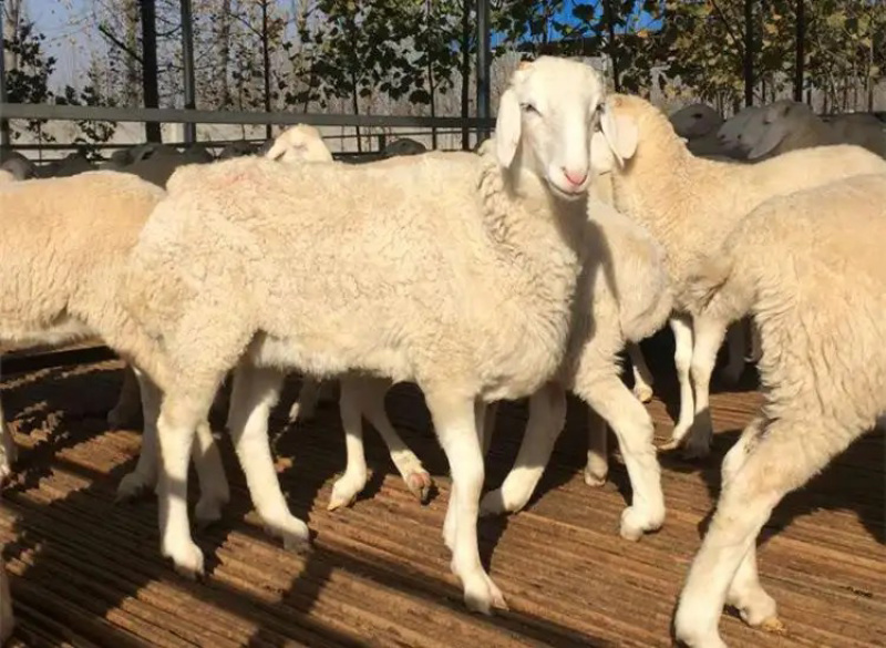 小伟寒羊鲁西南纯种小伟寒羊斗羊