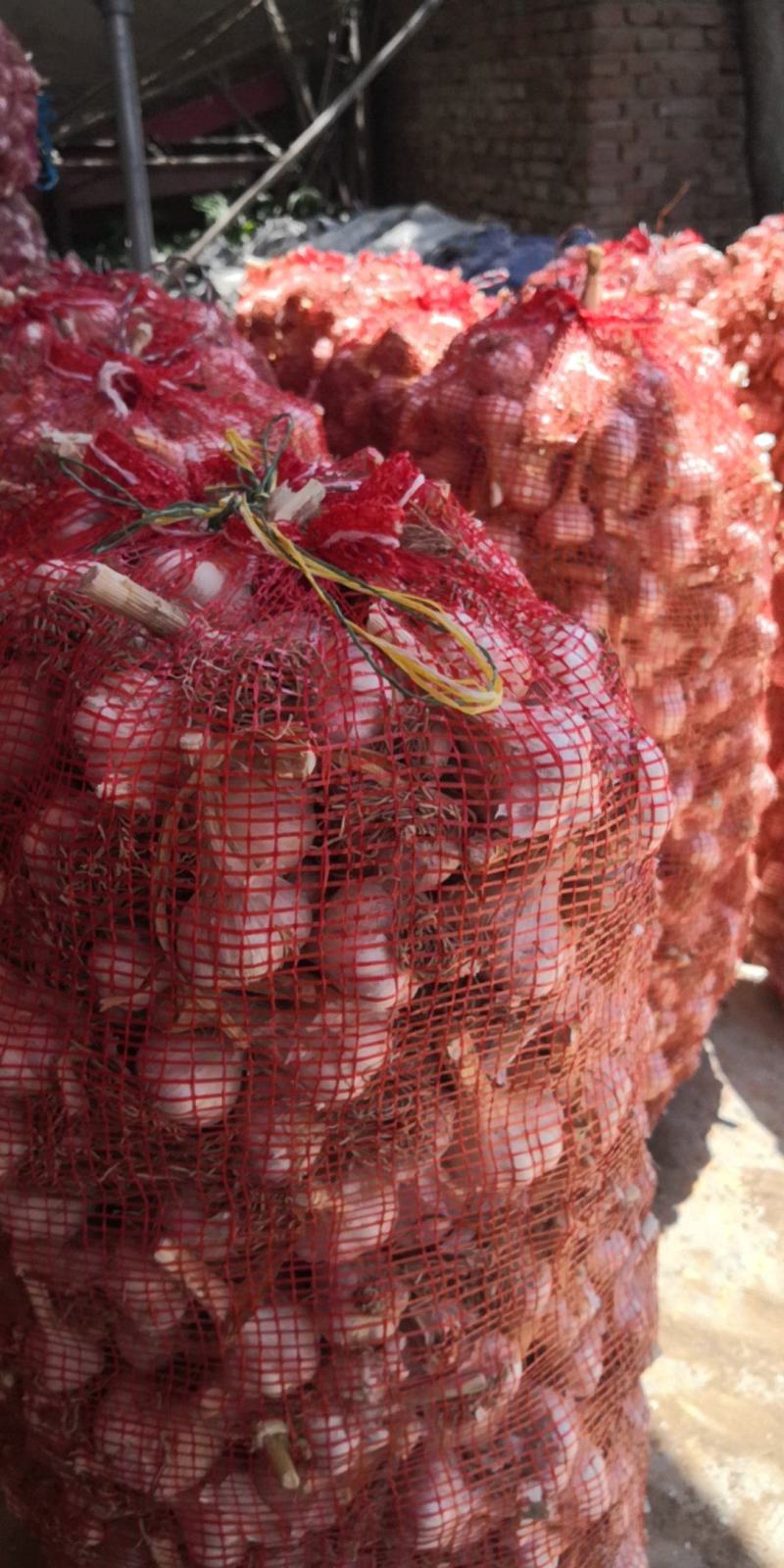 金乡大蒜济南大青稞蒜种产地直发市场商品蒜