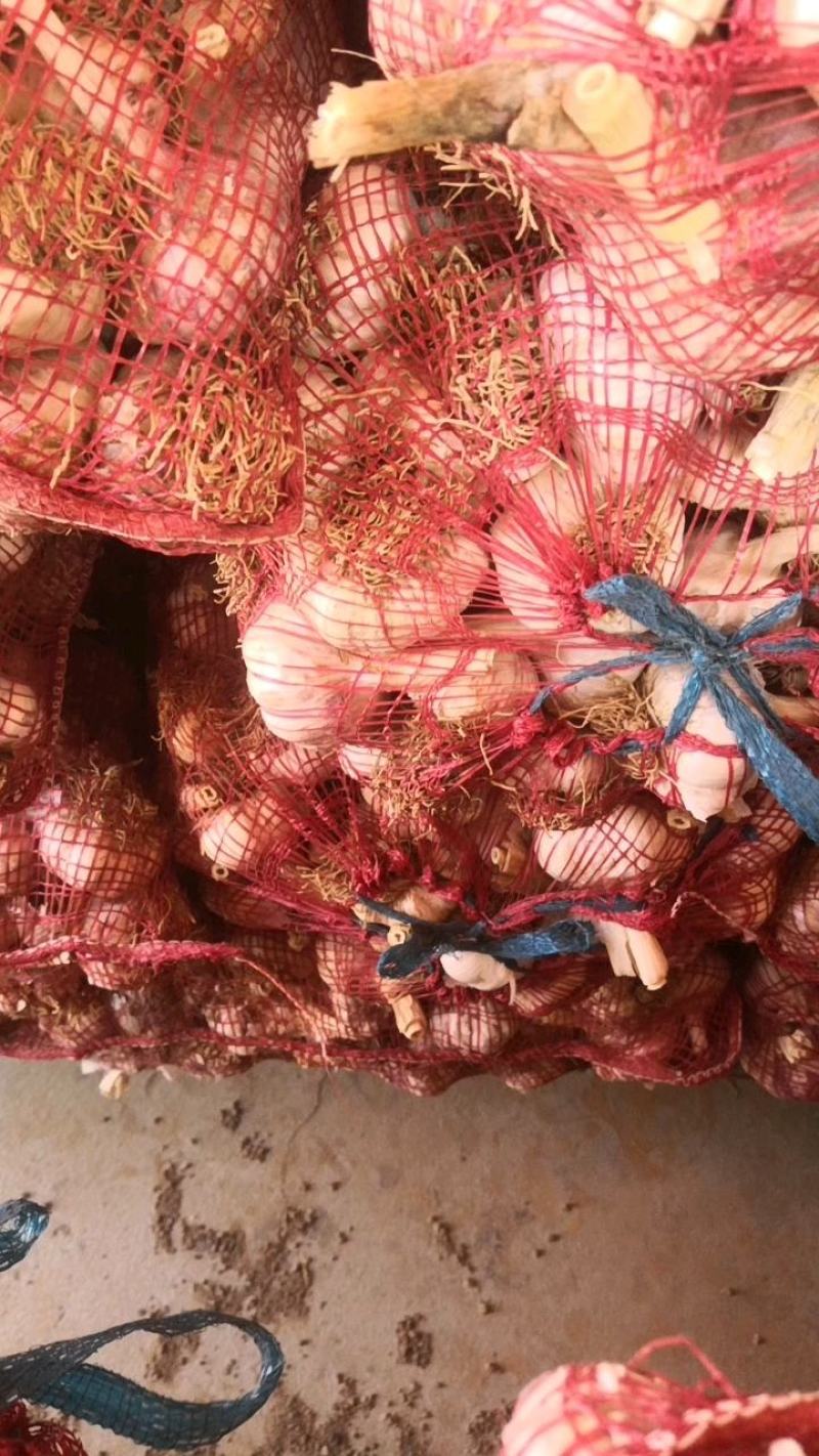 金乡大蒜济南大青稞蒜种产地直发市场商品蒜
