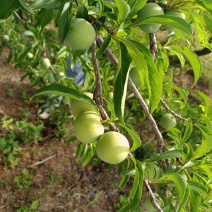 蜂糖李