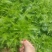 广西小岗梅种子，小叶岗梅种子，发芽好，熟透种子