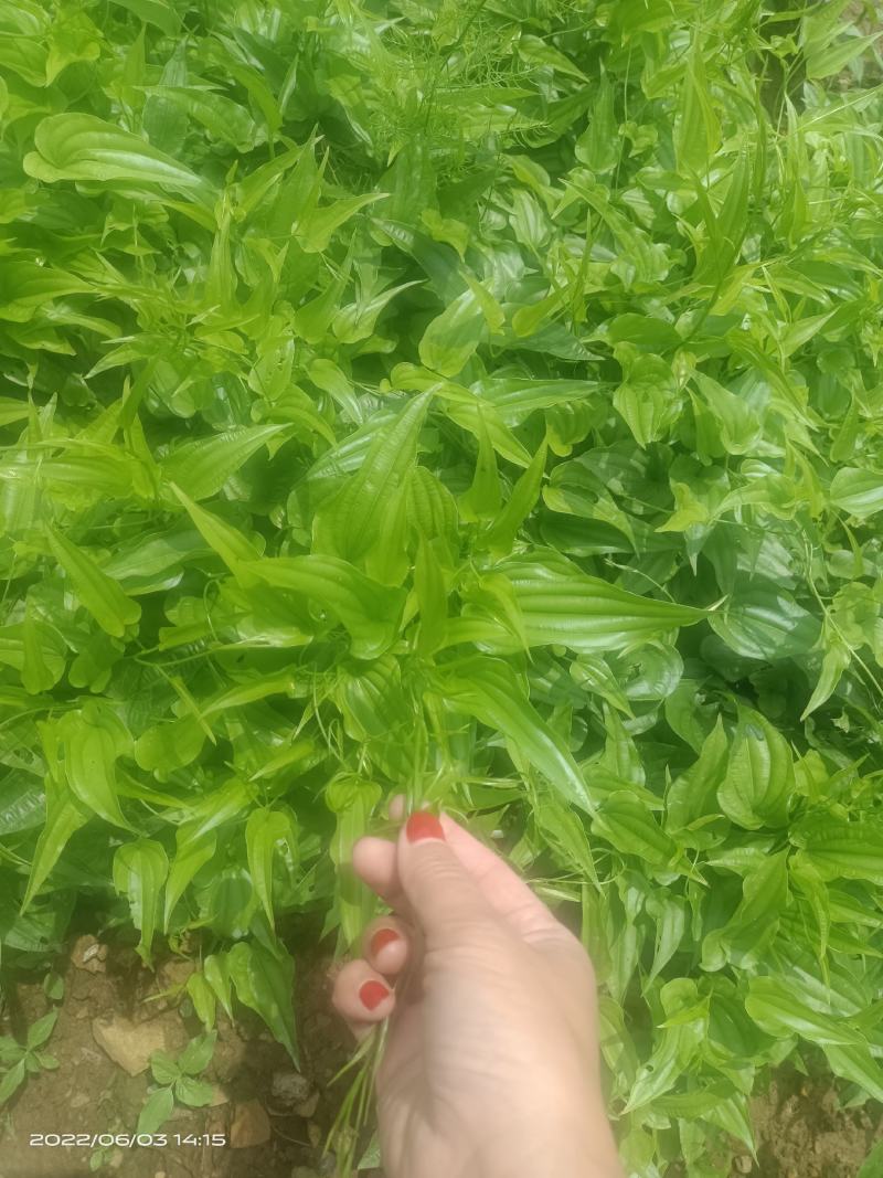 广西小岗梅种子，小叶岗梅种子，发芽好，熟透种子
