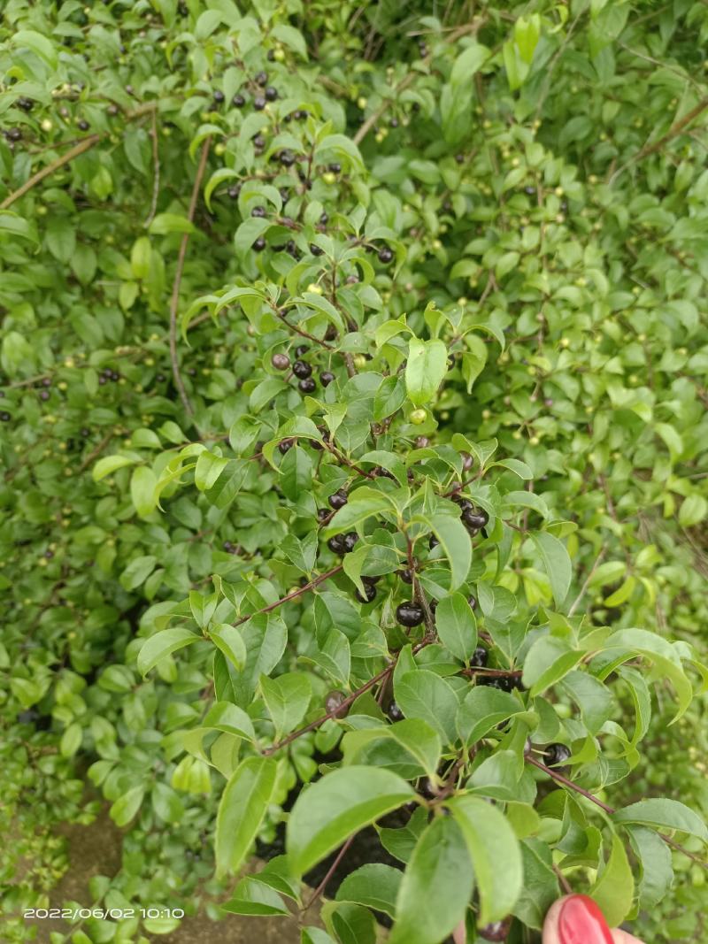 广西小岗梅种子，小叶岗梅种子，发芽好，熟透种子