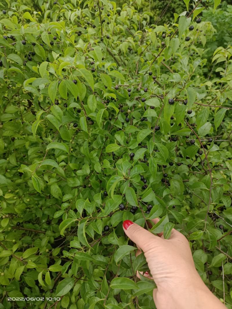 广西小岗梅种子，小叶岗梅种子，发芽好，熟透种子