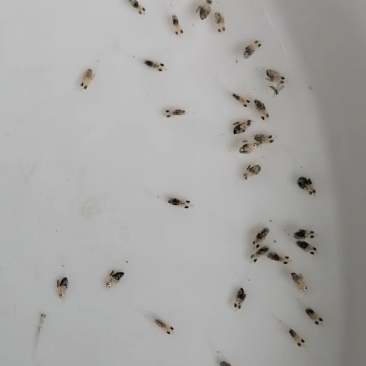 斑鳜鱼苗，老虎鳜苗，圆桶鳜苗，虎皮鳜苗
