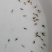 斑鳜鱼苗，老虎鳜苗，圆桶鳜苗，虎皮鳜苗