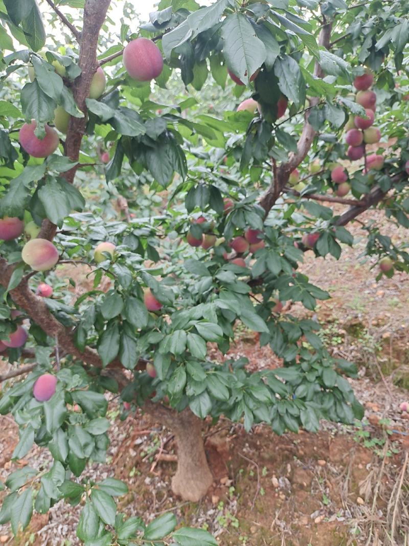 桃红李果头大耐运输有需要的市场联系我一次合作终身朋友